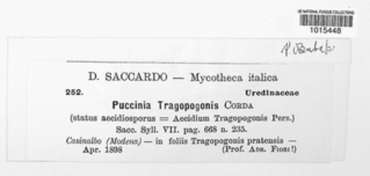 Puccinia hysterium image
